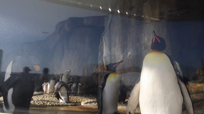 仙台うみの杜水族館　４