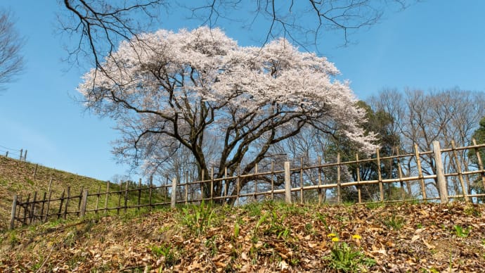 誇り高き 氏邦桜