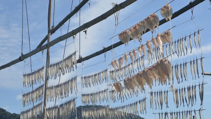 鞆の浦名物のサヨリが食卓に!