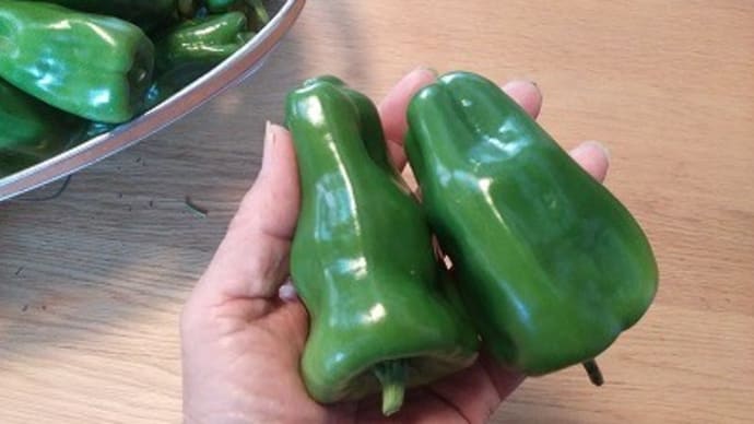 よくやった!青枯病打破のピーマン