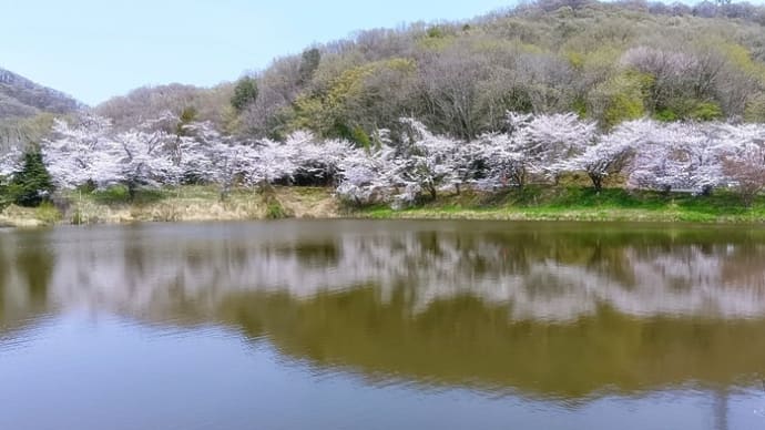 桜咲く風景