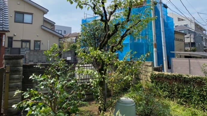 中野区庭木剪定と夏の高校野球 新宿区の植木屋さん鈴木商店のブログ