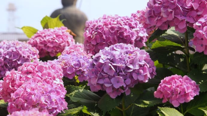 大仏と紫陽花