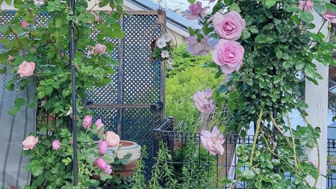 今が一年で一番輝く時🌹