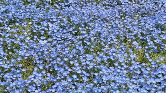 笑顔の花びら集まる日に向けて③