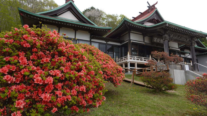 石崎地主海神社・参道桜①２０２４年５月６日