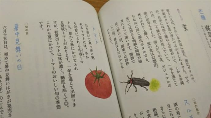 六月柿という別名もあるトマト・清熱類