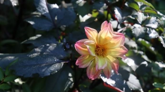 種蒔きダリア、彼岸花