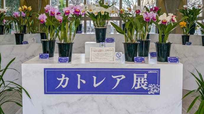 レオマリゾート「蘭の女王 “カトレア展”」開催中!(2/24(月・振休)まで!)