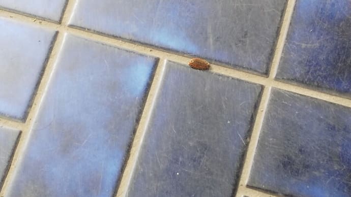 ビロードハマキ