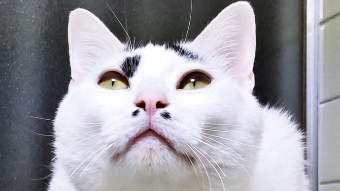 なれるのだ