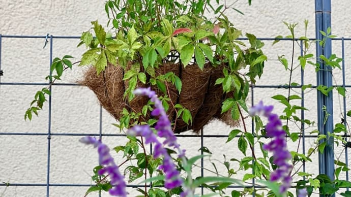 秋の花アメジストセージが咲いてきました