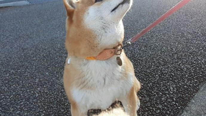 お友達ワンコに会ったよ