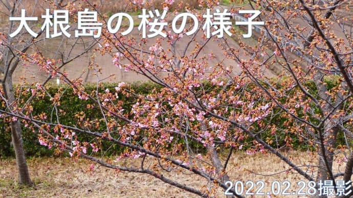 山陰の桜NO② 大根島(千本桜公園&大塚公園) 動画あり