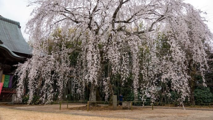 枝垂れ桜(栄福寺)