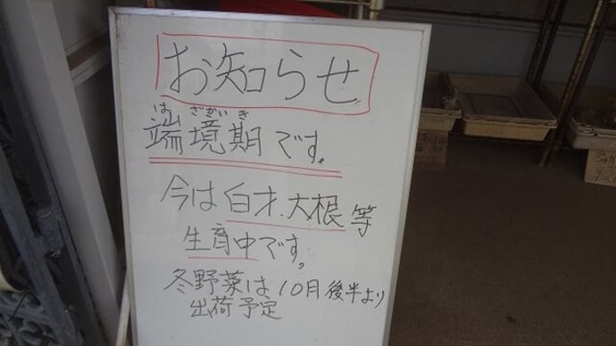 冬野菜は10月後半から