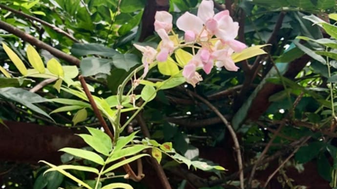 藤の花