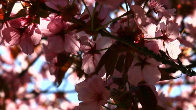 北海道の遅い春の桜9-3