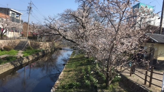 お花見ﾘﾘ