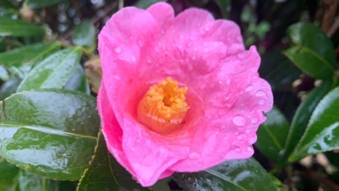 我が家は花盛り♪