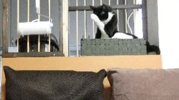 コレで遊ぼ♪。