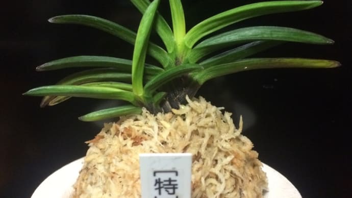 【特】金牡丹