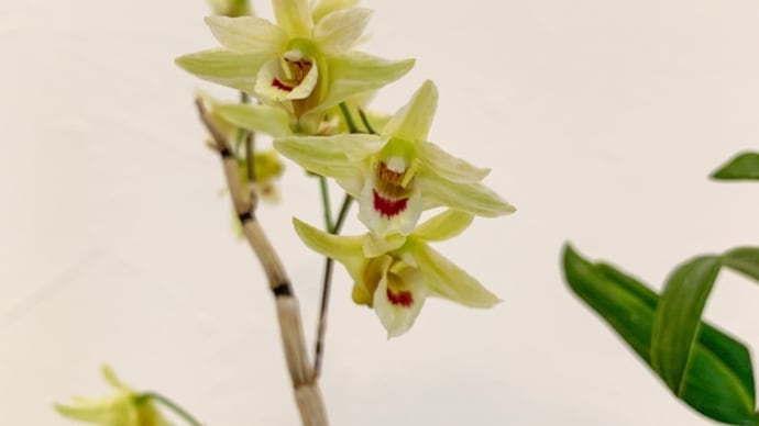 キバナノセッコク 花盛り②
