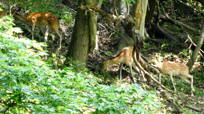 裏山に現れた若い鹿たち