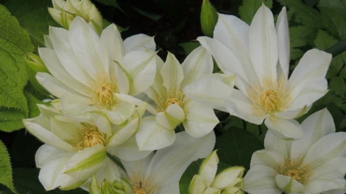 クレマチスいろいろ*シザンサスの花色*