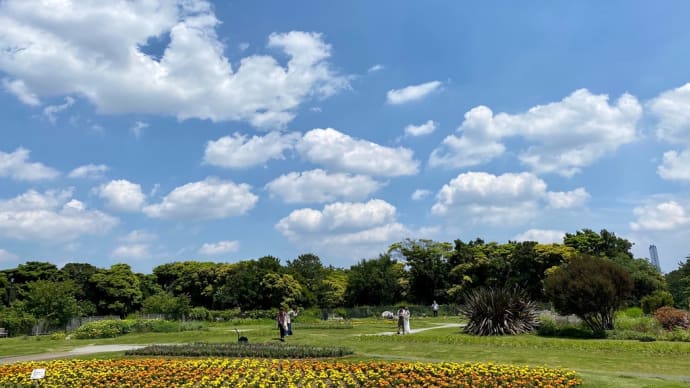 稲毛海浜公園のバラ