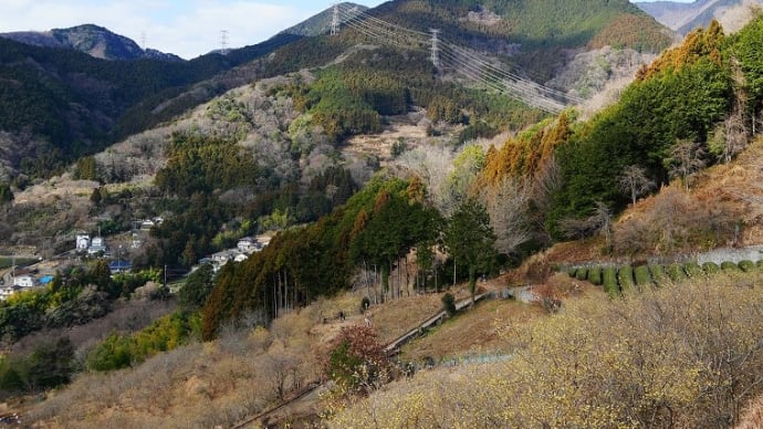 丹沢山系の山裾のロウバイ園
