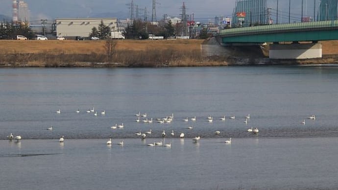 白鳥の飛翔