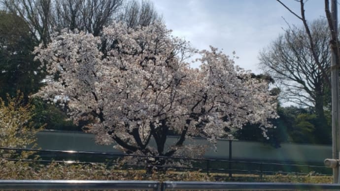 桜ドライブ