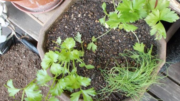野菜苗の定植とリモコンカバー交換