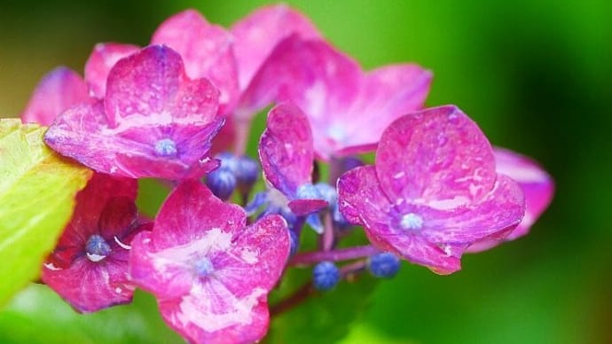 雑節～入梅の雨に濡れる庭の花