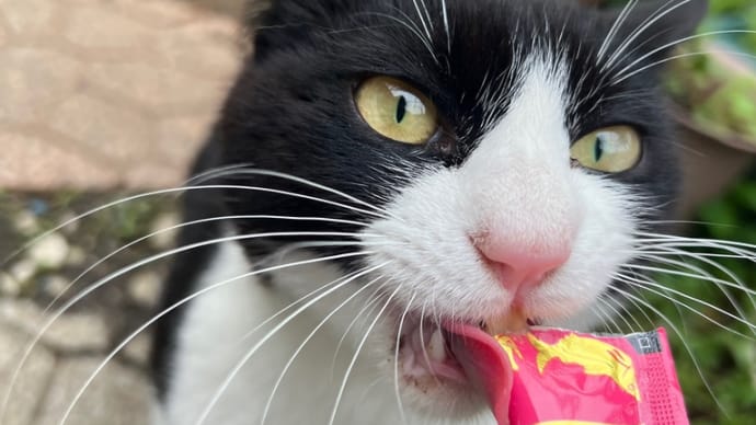今日も外猫と一緒