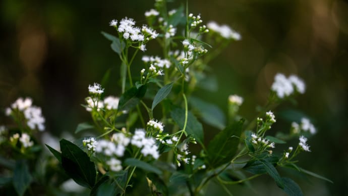 霍香薊