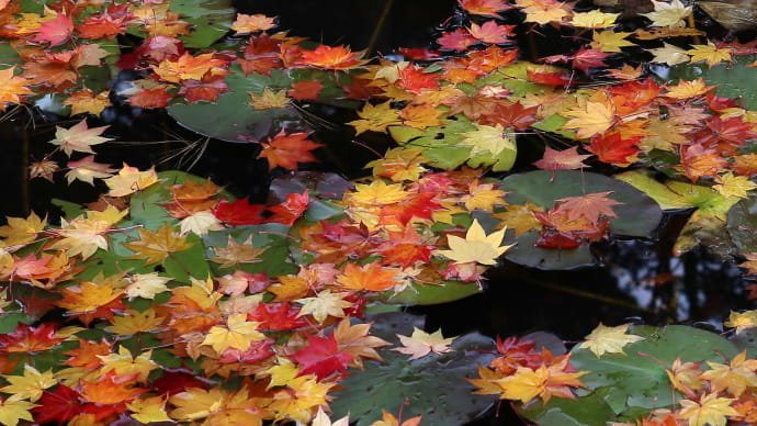 秋の紅葉、追想/北海道1-2