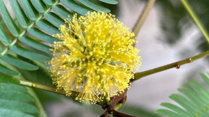 「エバーフレッシュの花」