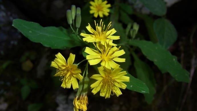 ヤクシソウ(薬師草)ヤハズソウ(矢筈草)アオマツムシ・今朝のスズメガの幼虫・俳句鑑賞