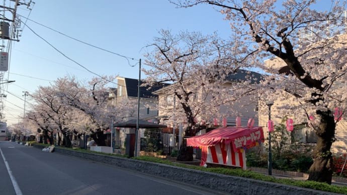 暖かいので尾根幹ライド。桜は今日で見納めか