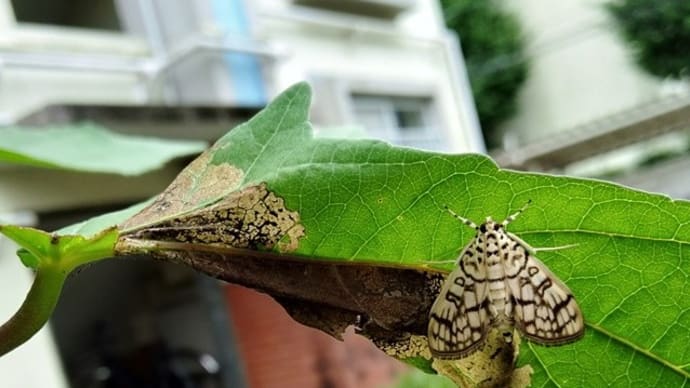 純粋なる?好奇心・・・(8)(ワタノメイガ)