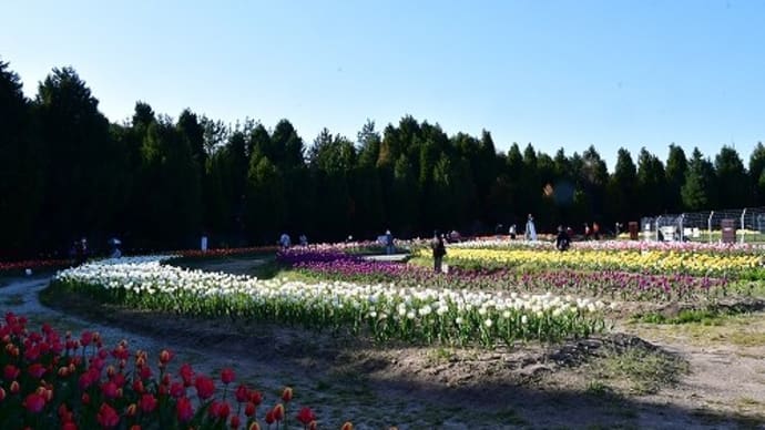 光都チューリップ園 ’21
