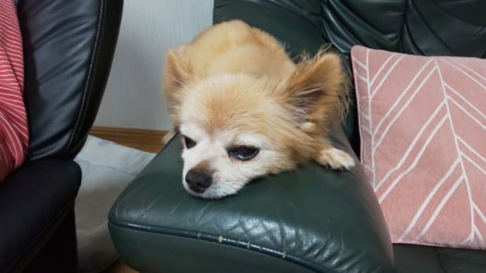 サクタロウの病気🐶闘病記