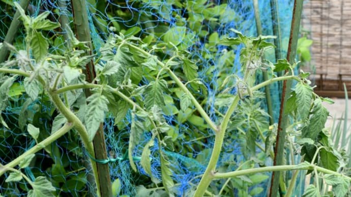 ベランダ菜園～棚ぼたトマト苗の生命力