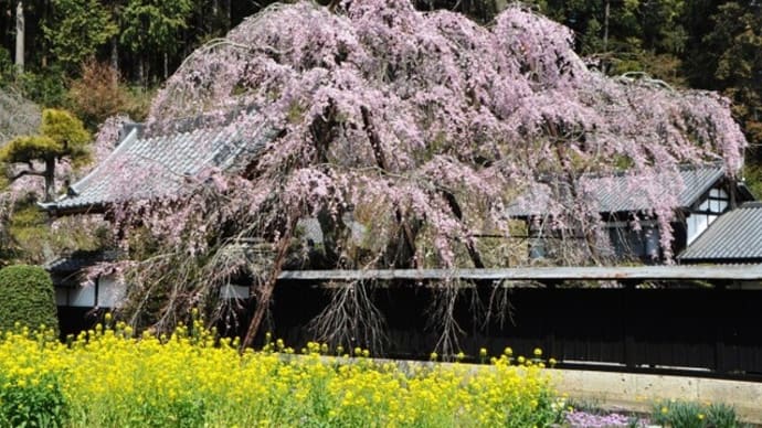 中新井家の枝垂れ桜