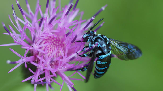 「幸せを呼ぶ青い蜂」ブルービー(Blue Bee)を求めて再び茶臼山へ。白粉の匂いのクサギの花(妻女山里山通信)