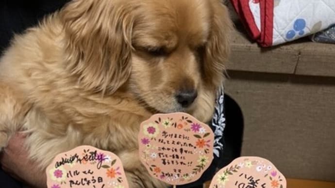 【ハルくん通信】10歳のHappy Birthday♪