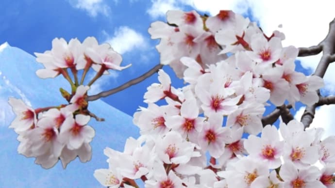 ちょっといっぷく50 桜