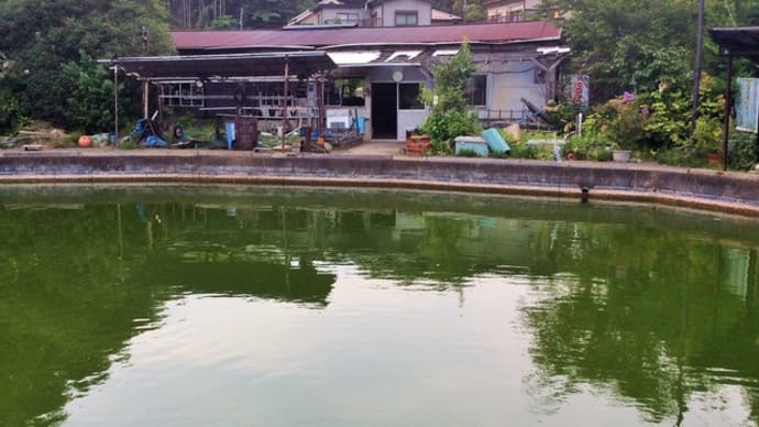 横浜市戸塚区の釣堀 緑水園 鯉とヘラブナが釣れる